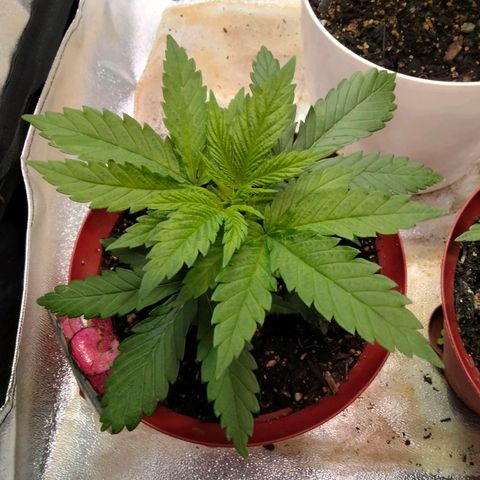 Critical 1 growlog timeline photo