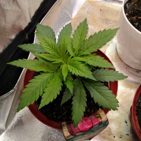 Critical 1 growlog timeline photo