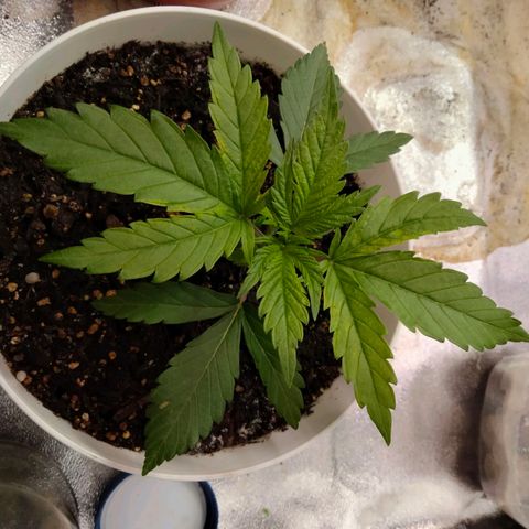 Special 1 growlog timeline photo