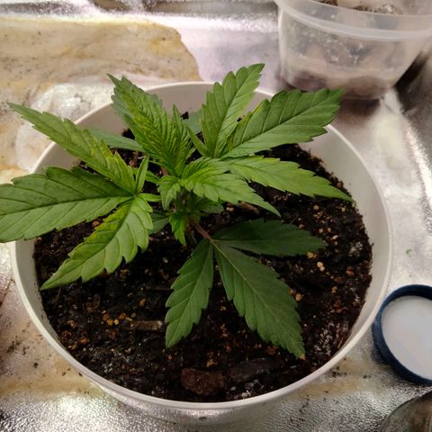 Special 1 growlog timeline photo