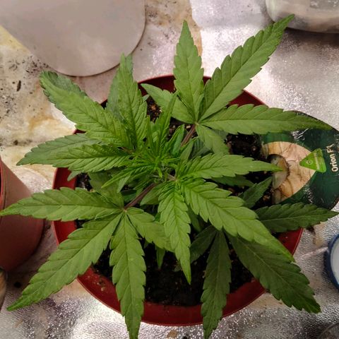 Orion 1 growlog timeline photo
