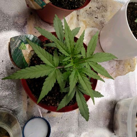 Orion 1 growlog timeline photo