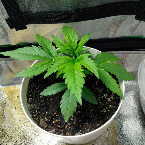 Special 1 growlog timeline photo