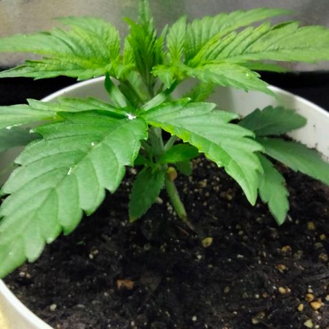 Special 1 growlog timeline photo