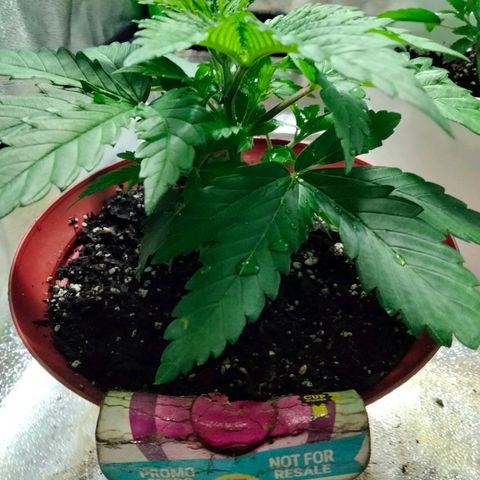 Critical 1 growlog photo: Bushy ;)