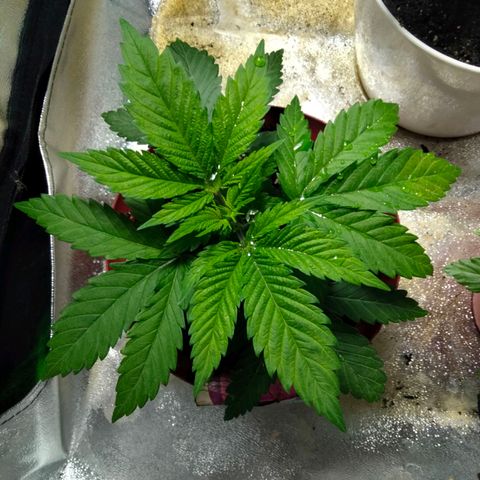 Critical 1 growlog photo: Bushy ;)