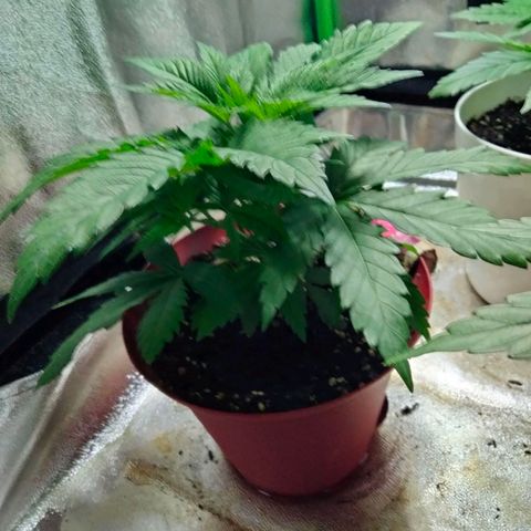 Critical 1 growlog timeline photo
