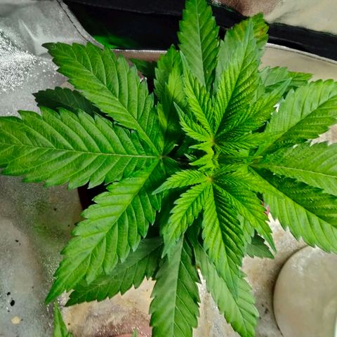 Critical 1 growlog timeline photo