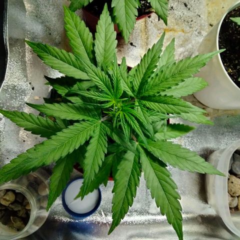 Orion 1 growlog timeline photo