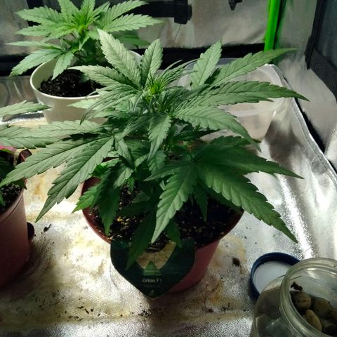 Orion 1 growlog timeline photo