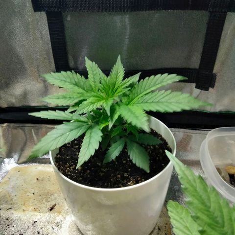 Special 1 growlog timeline photo