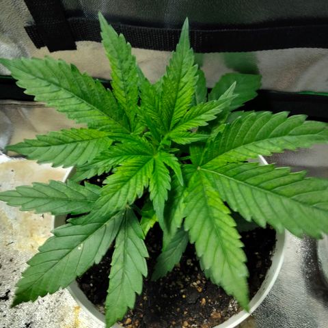 Special 1 growlog timeline photo