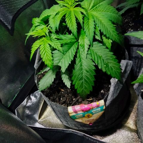Critical 1 growlog photo: 2 gal upgrades 