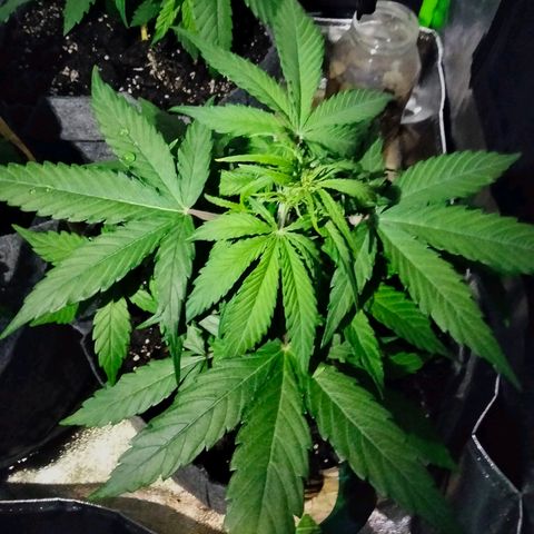 Orion 1 growlog photo: 2gal upgrade 