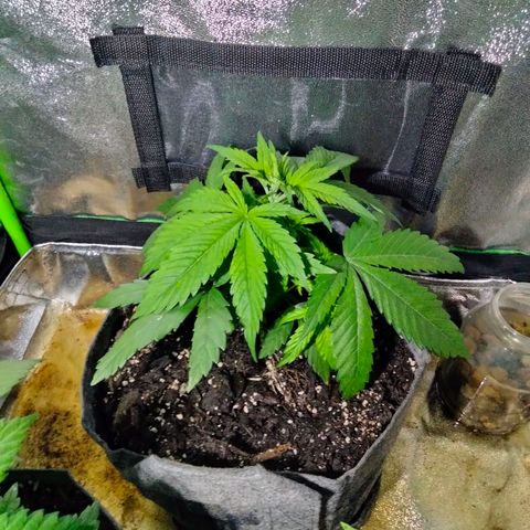 Special 1 growlog photo: 2 gal upgrade 