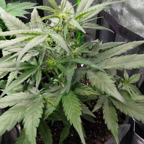 Orion 1 growlog timeline photo