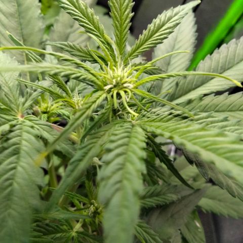 Orion 1 growlog timeline photo