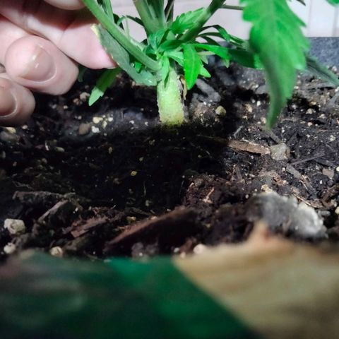 Orion 1 growlog photo: 1.2cm on trunk?