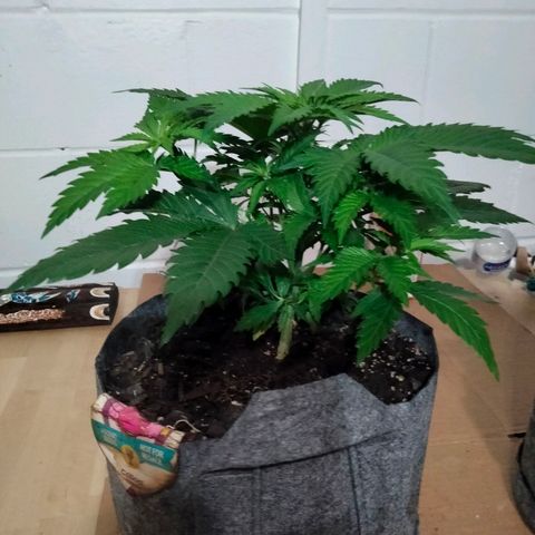 Critical 1 growlog photo: Need a 2nd tent for flowering.....