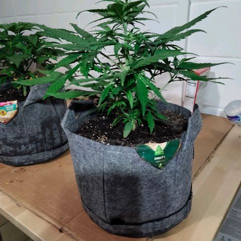 Orion 1 growlog timeline photo