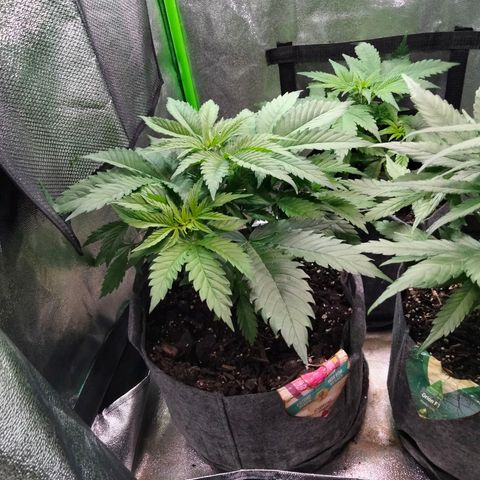 Critical 1 growlog photo: A week behind Orion I think... Never shoulda done auto with regular 