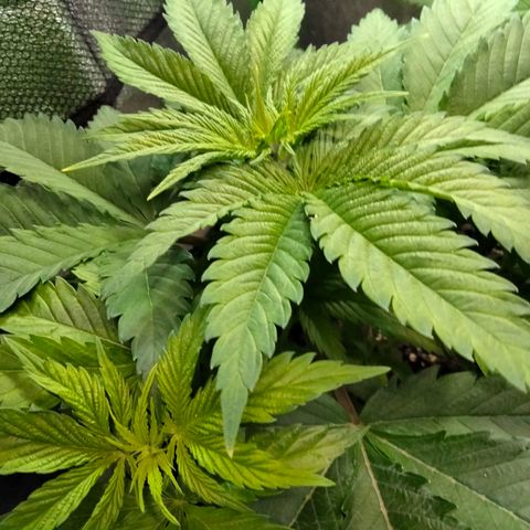 Critical 1 growlog photo: A week behind Orion I think... Never shoulda done auto with regular 