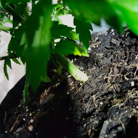 Critical 1 growlog photo: Lil over 1cm trunk 