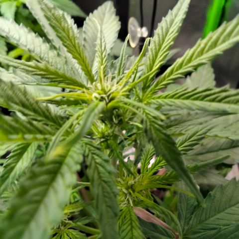 Orion 1 growlog photo: Week 1 of flower lights 