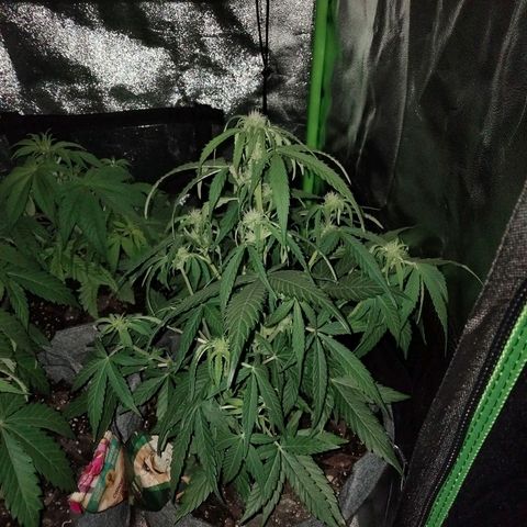 Orion 1 growlog photo: Sleeping 