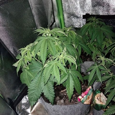 Critical 1 growlog photo: Sleep 💤💤