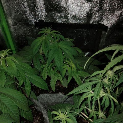 Special 1 growlog photo: Redheaded step child...