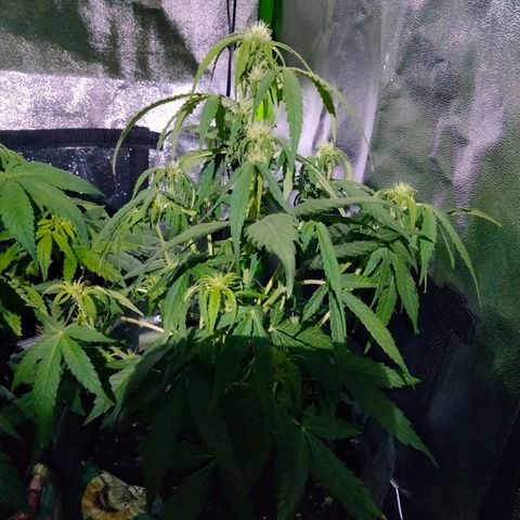 Orion 1 growlog timeline photo
