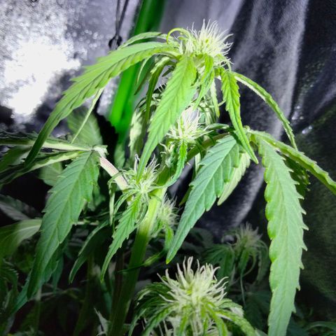 Orion 1 growlog timeline photo