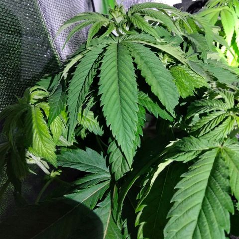 Critical 1 growlog timeline photo