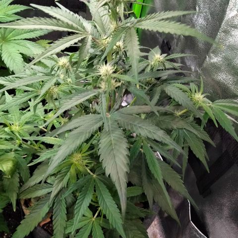 Orion 1 growlog photo: Daytime