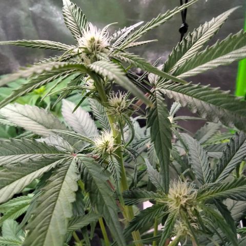 Orion 1 growlog photo: Daytime