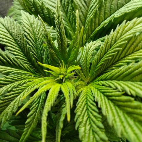 Critical 1 growlog photo: Almost there