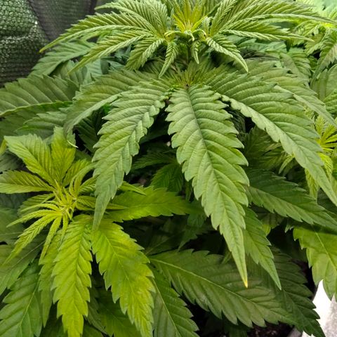 Critical 1 growlog photo: Almost there