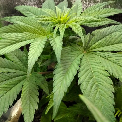 Special 1 growlog photo: Forced too early to flower....