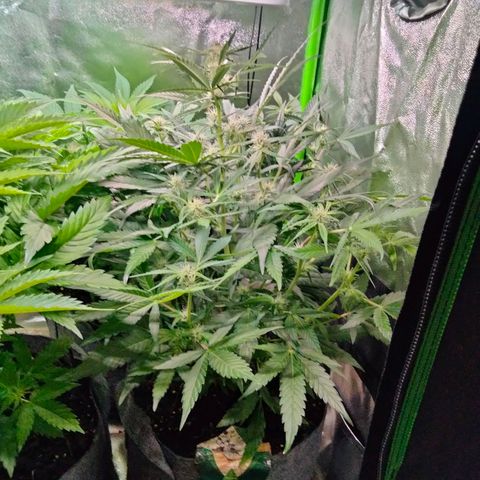 Orion 1 growlog photo: Sorry for crowding 