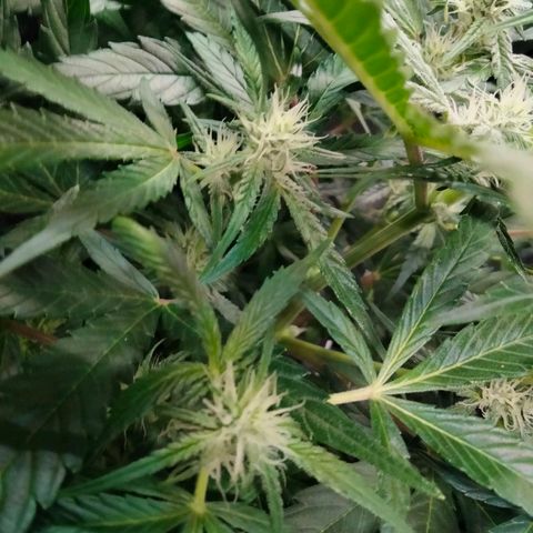 Orion 1 growlog photo: Sorry for crowding 