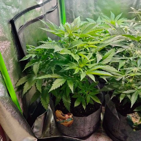 Critical 1 growlog timeline photo