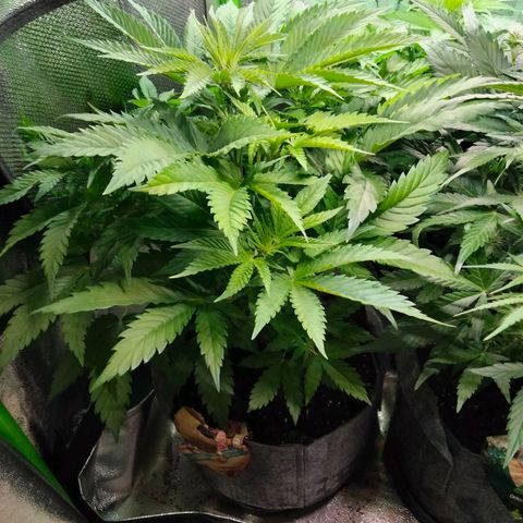 Critical 1 growlog timeline photo