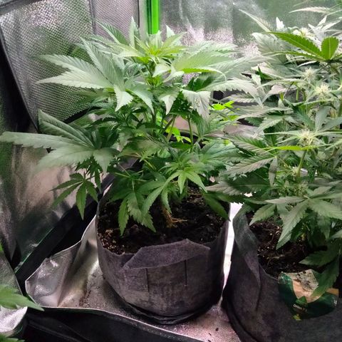 Special 1 growlog timeline photo