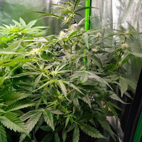 Orion 1 growlog timeline photo