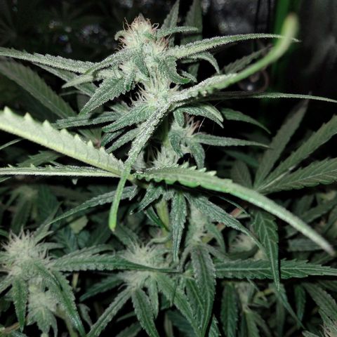 Orion 1 growlog timeline photo