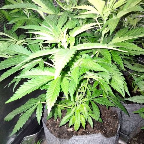 Critical 1 growlog timeline photo