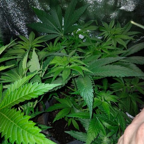 Special 1 growlog timeline photo