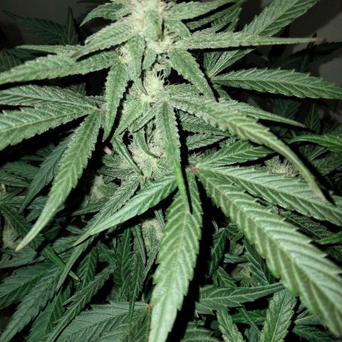 Orion 1 growlog timeline photo