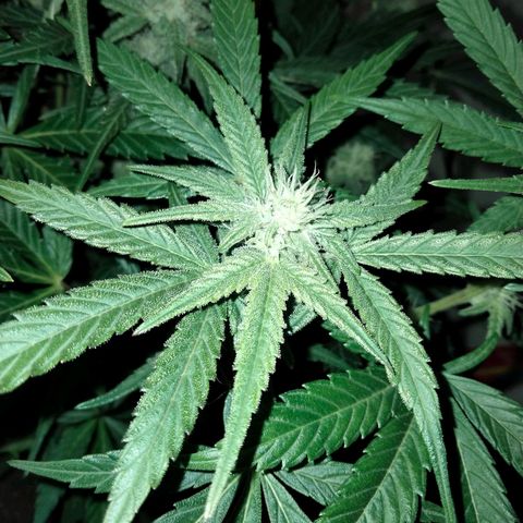 Orion 1 growlog timeline photo